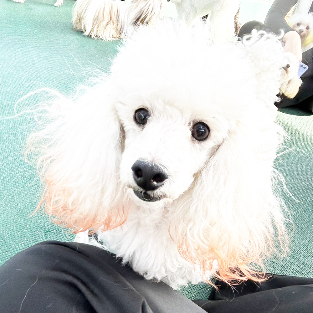 生徒が撮影したモデル犬！ＰＡＲＴ②